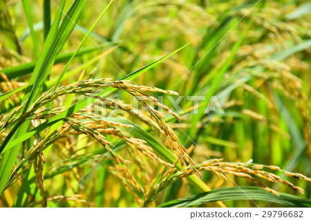 Rice field gold spike 29796682
