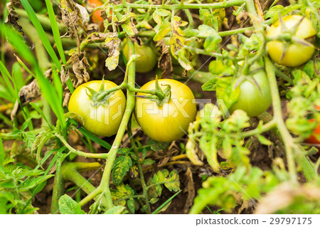 Growing the tomatoes. Unripe tomatoes in the 29797175