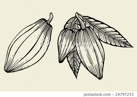 Cacao tree leaves Cacao tree leaves 29797255