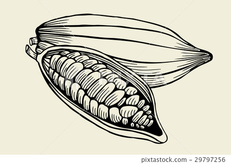 Cacao tree leaves Cacao tree leaves 29797256