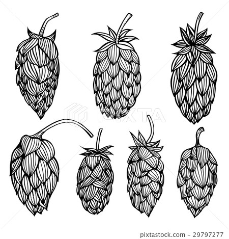 engraving style Hops set. engraving style Hops set. 29797277