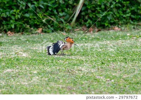 年輕女孩 29797672