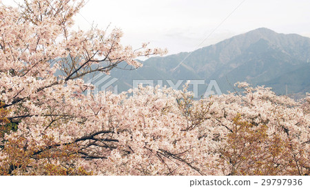 From Hadano · Hikaruyama (Koboriyama) I looked over Tanzawa through the cherry blossoms From Hadano · Hikaruyama (Koboriyama) I looked over Tanzawa through the cherry blossoms 29797936