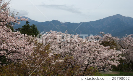 From Hadano · Hikaruyama (Koboriyama) I looked over Tanzawa through the cherry blossoms From Hadano · Hikaruyama (Koboriyama) I looked over Tanzawa through the cherry blossoms 29798092