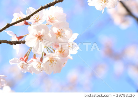 櫻花 29798120