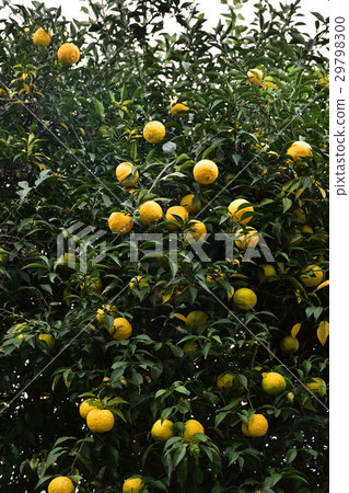 Yuzu 29798300