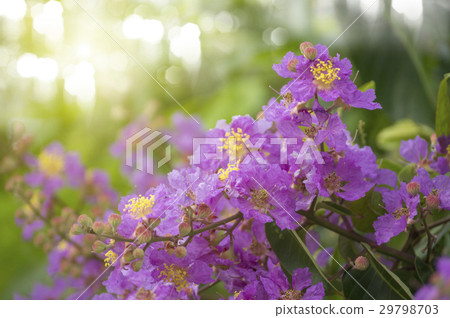 Lagerstroemia floribunda flower-close up Lagerstroemia floribunda flower-close up 29798703
