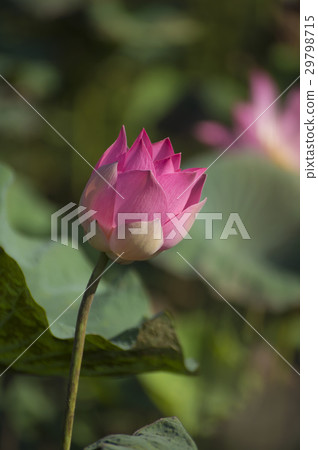 beautiful lotus flower in blooming beautiful lotus flower in blooming 29798715