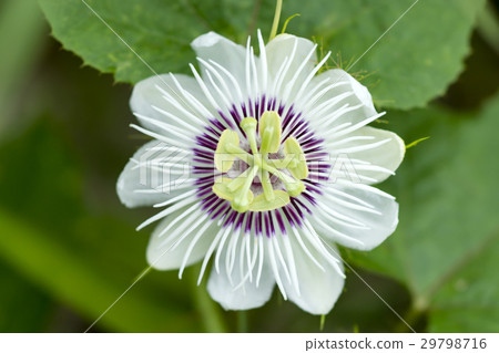 Fetid passionflower,(Passiflora foetida) Fetid passionflower,(Passiflora foetida) 29798716