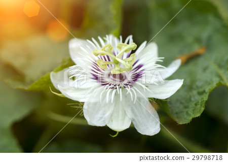 Fetid passionflower,(Passiflora foetida) Fetid passionflower,(Passiflora foetida) 29798718