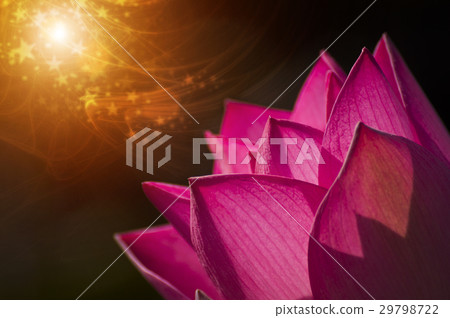 beautiful lotus flower in blooming beautiful lotus flower in blooming 29798722