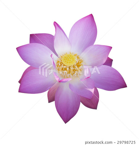beautiful lotus flower in blooming 29798725