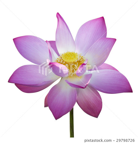 beautiful lotus flower in blooming beautiful lotus flower in blooming 29798726