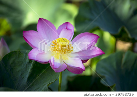 beautiful lotus flower in blooming 29798729