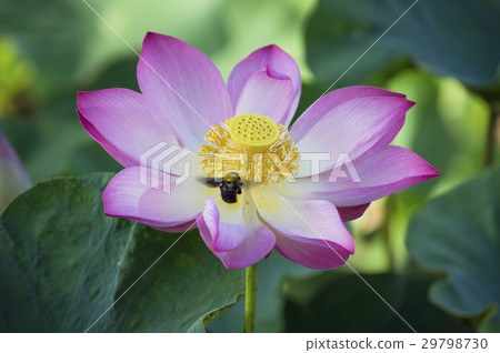 Bumble Bee and lotus flower in blooming 29798730
