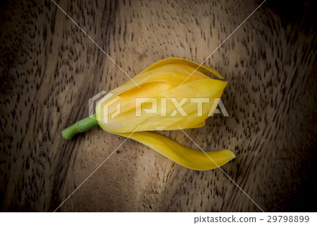 Fragrant yellow flowers refreshing. 29798899