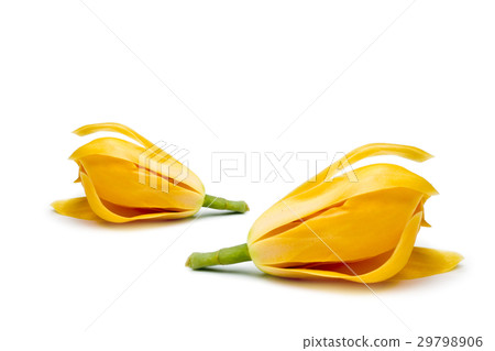 Fragrant yellow flowers refreshing. 29798906