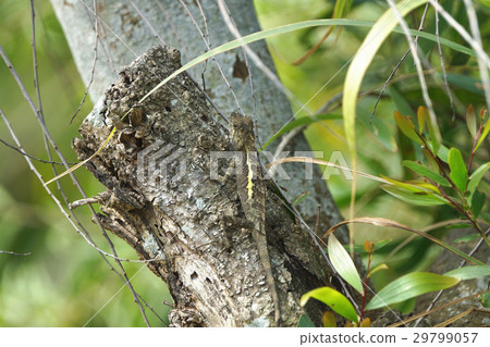 斯文豪氏攀蜥 斯文豪氏攀蜥 29799057