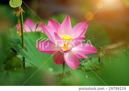 beautiful lotus flower in blooming 29799129