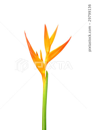 Beautiful Heliconia flower blooming Beautiful Heliconia flower blooming 29799136