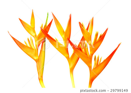Beautiful Heliconia flower blooming 29799149