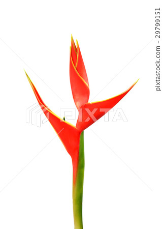 Beautiful Heliconia flower blooming Beautiful Heliconia flower blooming 29799151