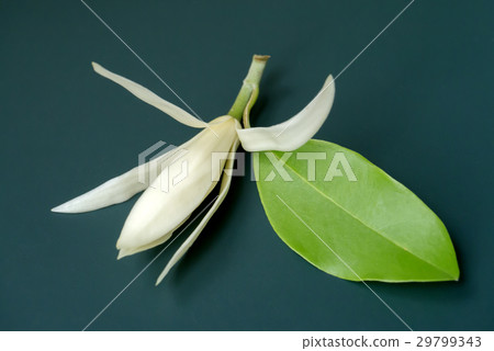 White Champaka White Champaka 29799343