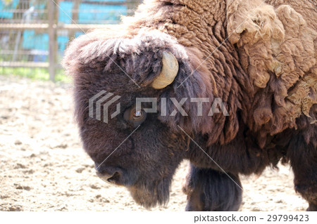 美洲野牛 29799423