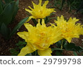 鬱金香黃色 29799798