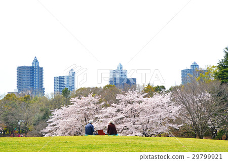 Tokorozawa航空紀念公園的櫻花 29799921