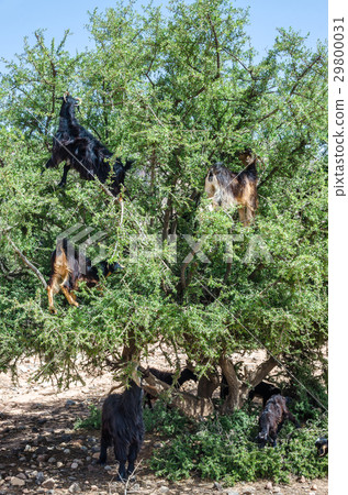 Moroccan goats climbed up on tree eat argan tree Moroccan goats climbed up on tree eat argan tree 29800031