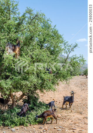Moroccan goats climbed up on tree eat argan tree Moroccan goats climbed up on tree eat argan tree 29800033