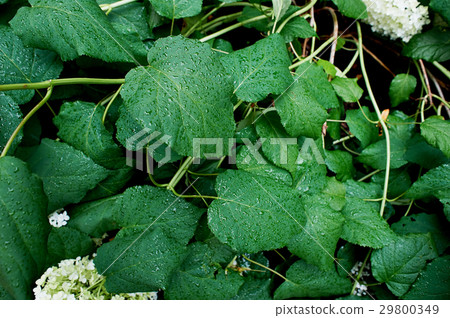 图库照片 lush green leaves of hydrangea with dew