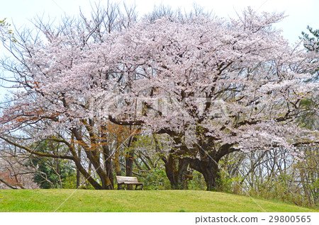 Cherry Blossoms	 29800565