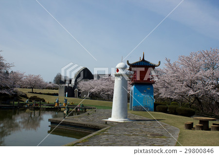 在加賀市中央公園的櫻花 在加賀市中央公園的櫻花 29800846