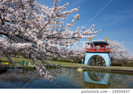 Cherry blossoms at Kaga-shi central park Cherry blossoms at Kaga-shi central park 29800847