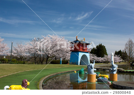在加賀市中央公園的櫻花 在加賀市中央公園的櫻花 29800848