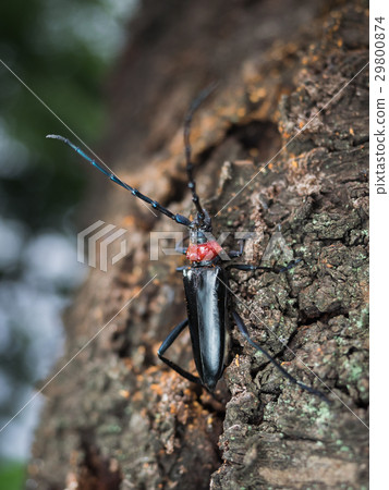 KUBIA Katsuya Kamikiri (Kurokami Kamikiri) 29800874