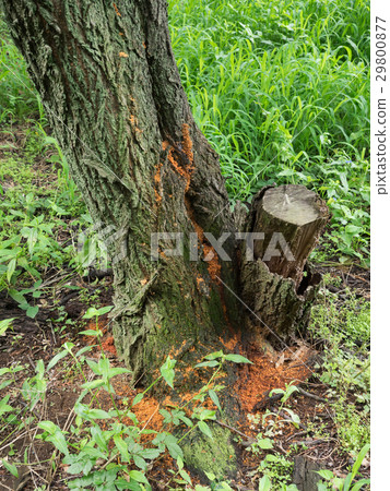 Damaged trees of KUBIA Katsuya KAMIKIRI Damaged trees of KUBIA Katsuya KAMIKIRI 29800877
