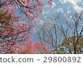 Cherry blossoms  29800892