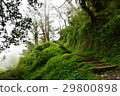 Green trail 29800898