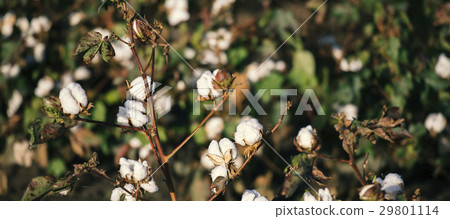 Cotton field in Oakey, Queensland 29801114