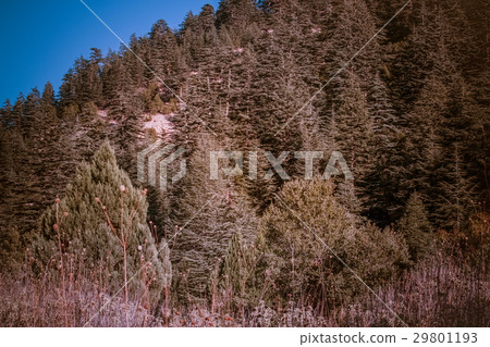 Lebanese cedar tree in the forest peak mountains 29801193