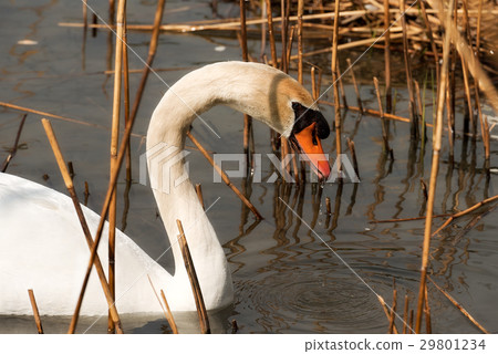 White Swan in the Reeds 29801234