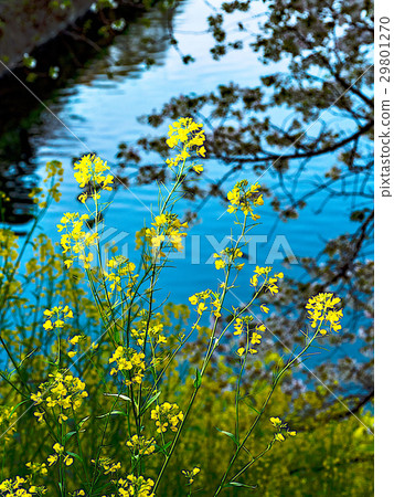 Chidoriguchi 29801270