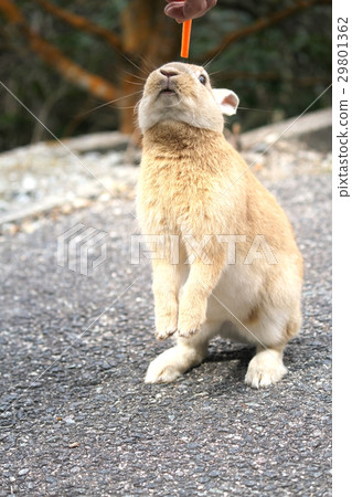 Usagi island 29801362