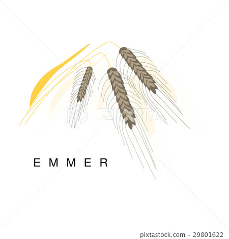 Emmer Ear, Infographic Illustration With Realistic 29801622