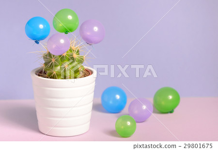 Cactus in pot and small balloons 29801675
