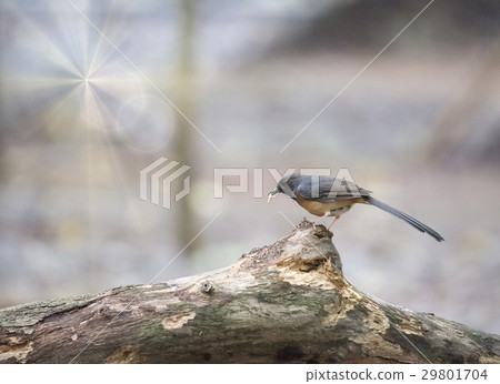 White-rumped Shama, View Beautiful White-rumped Shama, View Beautiful 29801704