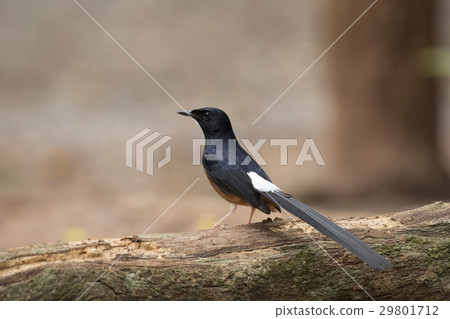 White-rumped Shama, View Beautiful White-rumped Shama, View Beautiful 29801712